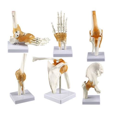 Buy Study Model O Scientific Human Anatomy Human Body Six Major