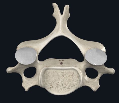 Aha131 Superior View Of Cervical Vertebra C3 C6 Diagram Quizlet