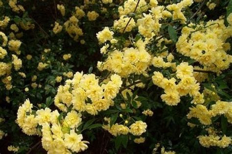 Lady Banks Rose- Yellow | hubpages