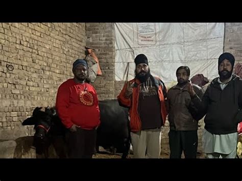 dang dairy farm  livebhaii ja aaya marathathakha khiratha  bhasa daga sahab