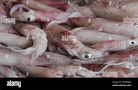 Red squid underwater Stock Videos & Footage - HD and 4K Video Clips - Alamy