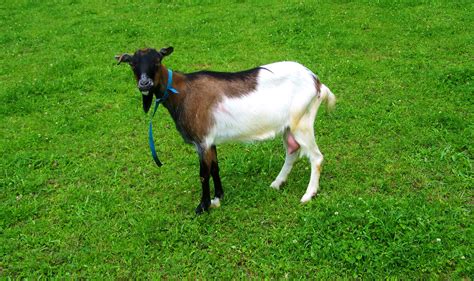 Free Images Grass Field Meadow Pasture Grazing Domestic Animal