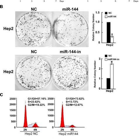 Mir P Inhibits Cellular Epithelial Mesenchymal Transition Emt