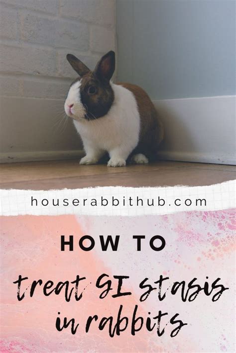 How to treat rabbit GI stasis at home – House Rabbit Hub