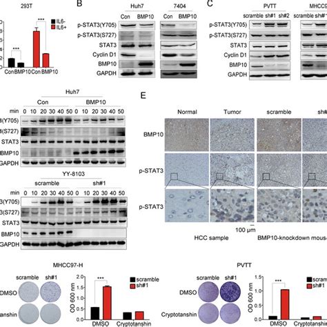 Bmp Inhibits Hcc Cell Growth By Attenuating Stat Activity A Stat