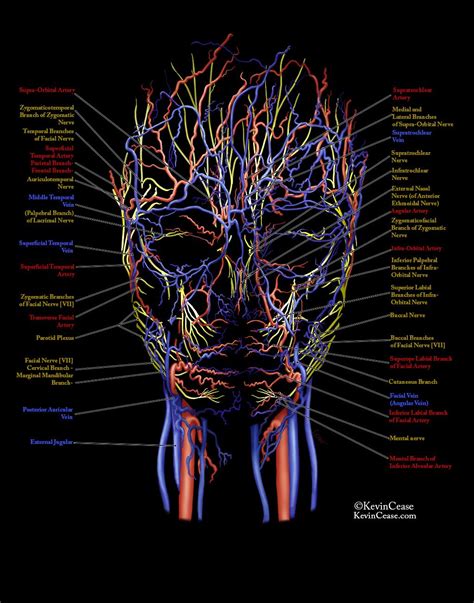 How To Draw Veins On Face Np