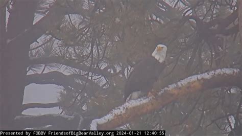 Jackie's three visits to the nest FOBBV CAM Big Bear Bald Eagle Live