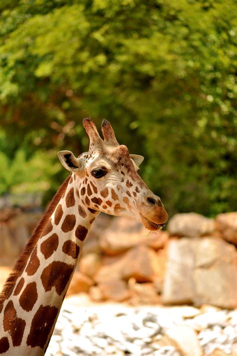 animal pictures in zoo 4