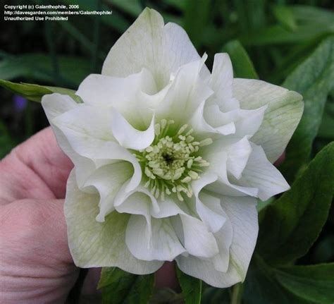 Plantfiles Pictures Double White Lenten Rose Mrs Betty Ranicar