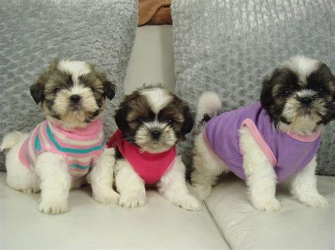 ?? SHIH TZU PUPPIES ?? NON SHEDDING/HYPOALLERGENIC for sale in ...