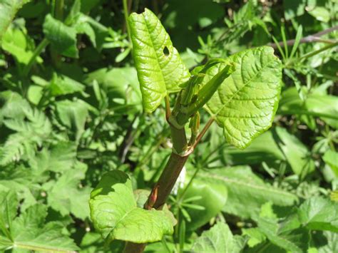 Eating Japanese Knotweed How To Turn Malicious Delicious Hedge U