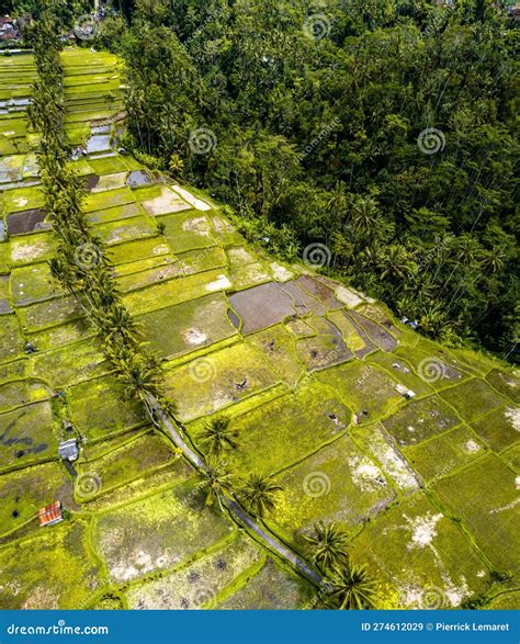 Aerial View Of Desa Mancingan Rice Field In Gianyar Regency Bali