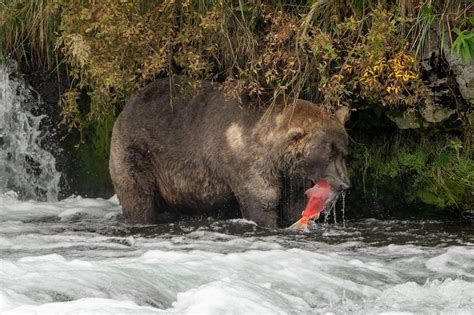 Otis The Bear Crowned Chunk Champion In Alaska S Fat Bear Week