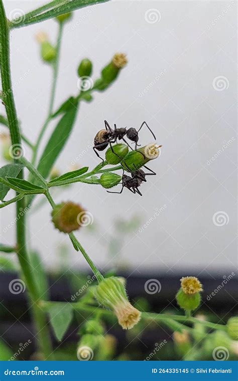 A black ants are fighting stock image. Image of insect - 264335145