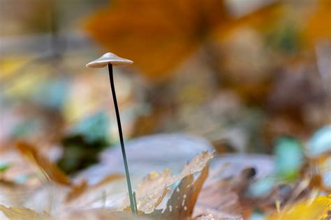 Herbstlich Forum F R Naturfotografen