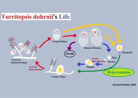 Immortal Jellyfish Life Cycle