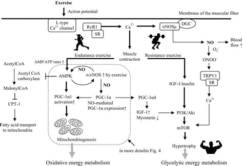 Exercise Leads To Mitochondrial Biogenesis And Muscle Hypertrophy