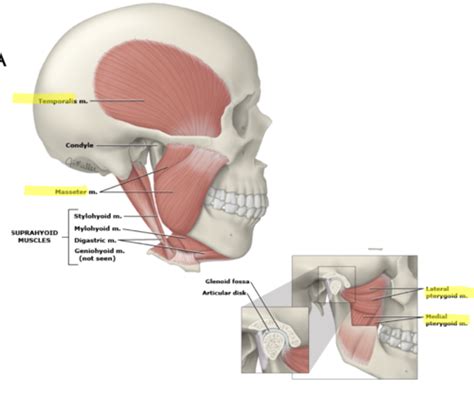 03 TMJ Disorders Flashcards Quizlet