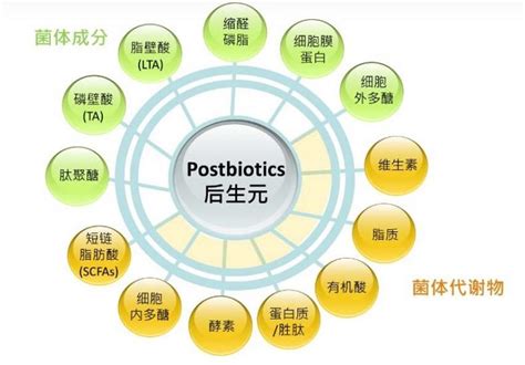 后生元是什么好处跟益生菌益生元的区别 肠道健康 肠道健康知识 肠道健康吃什么 肠道健康的重要性