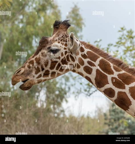 Reticulated Giraffe Giraffa Camelopardalis Reticulata Somali Giraffe