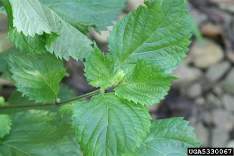 Perilla Mint Perilla Frutescens