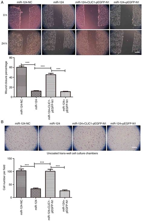 MicroRNA124 Negatively Regulates Chloride Intracellular Channel 1 To