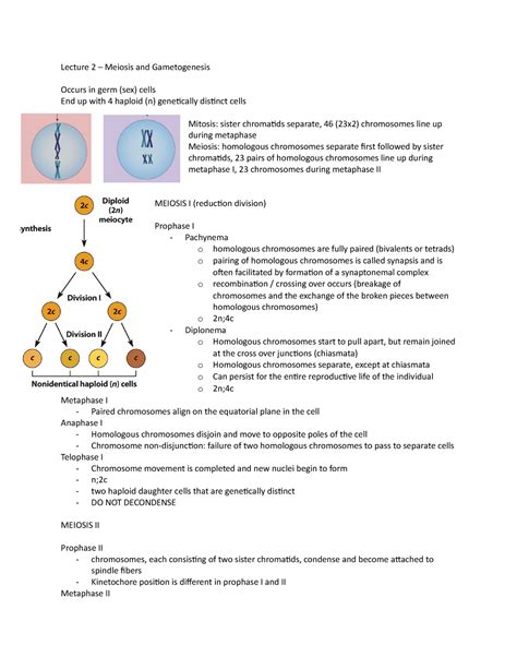 Lecture 2 Lecture 2 Meiosis And Gametogenesis Occurs In Germ Sex