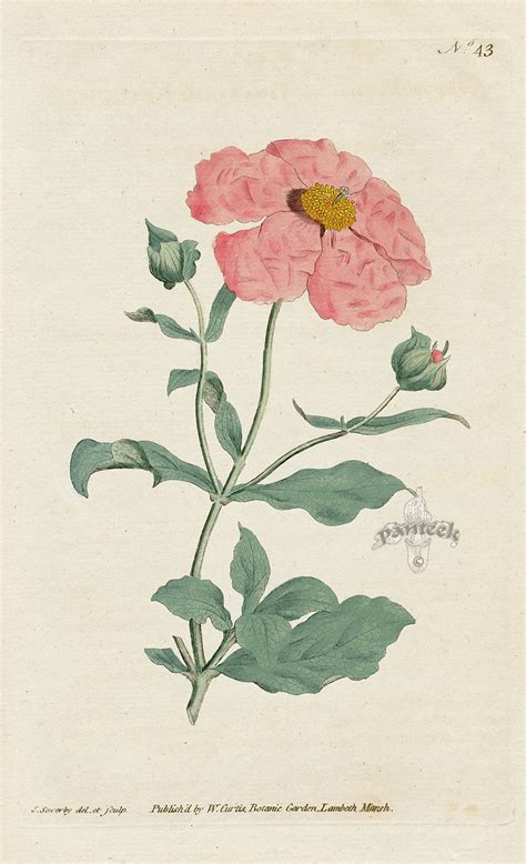 Cistus Incanus Hoary Or Rose Cistus From William Curtis Botanical