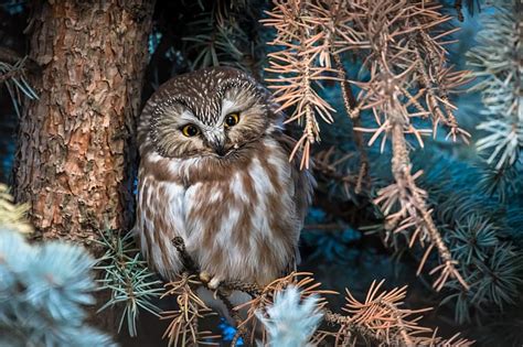 Owl Bird North American Boreal Owl HD Wallpaper Wallpaperbetter