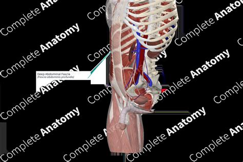 Deep Abdominal Fascia Complete Anatomy