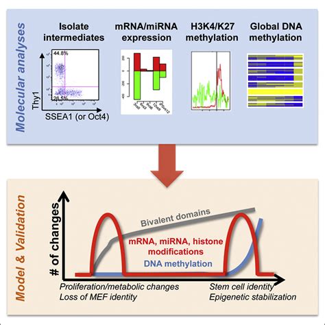 A Molecular Roadmap Of Reprogramming Somatic Cells Into Ips Cells Cell