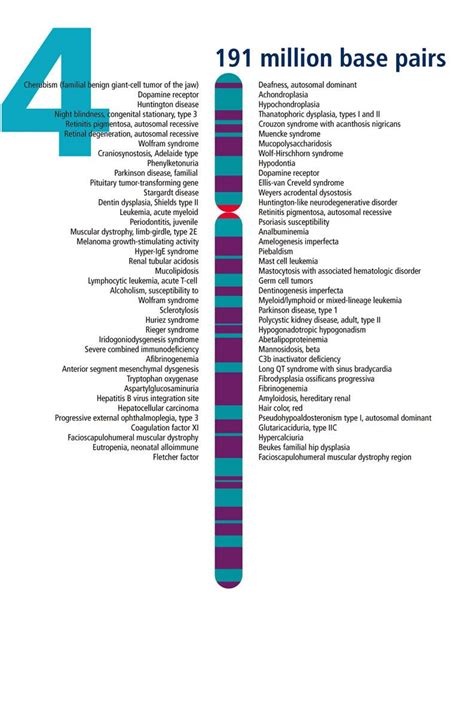 Chromosome, Human genome, Dna activities