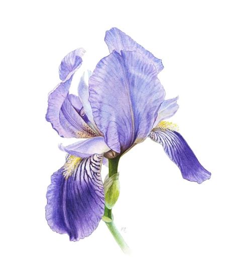 Watercolor Iris Pro Techniques Explained Anna Bucciarelli Skillshare