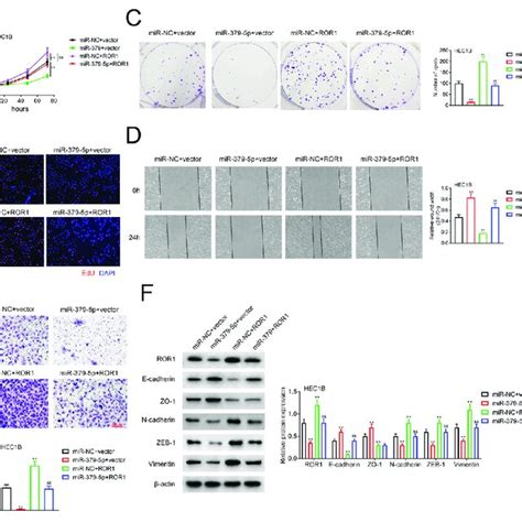 Overexpression Of Mir P Suppressed The Emt Process Of The