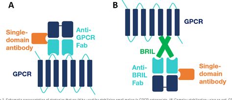 Figure 3 From De Novo Inactive Gpcr Cryo Em Structure And Epitope Mapping Semantic Scholar