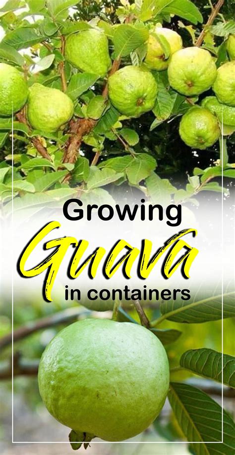 How to grow Guava tree in a container | Growing guava plant | tropical fruit | Guava plant ...