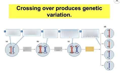 Crossing Over Dna