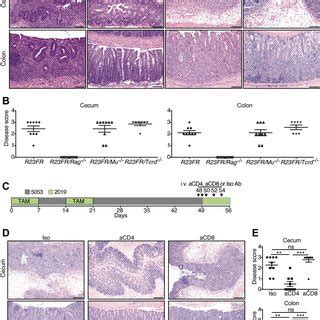 IL 23 Expression By CX 3 CR1 Cells Induces Colonic And Cecal