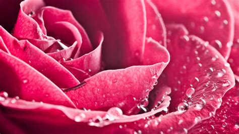 Wallpaper Red Petals Blossom Pink Flower Drops Petal Land