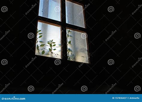 Spooky Dirty Window In The Dark With Dead Insects Creeping Plant And