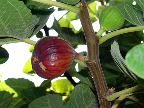 Variedades De Higuera Interesantes Para El Consumo En Fresco Horticultura