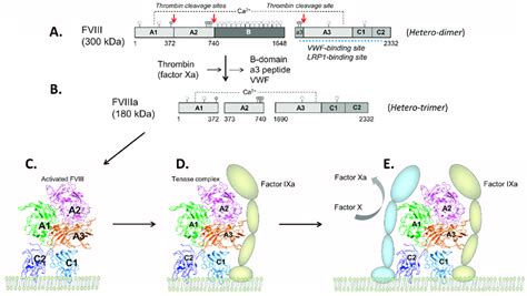 Fviii Structure And Function A Fviii Is Composed Of The Heavy Chain