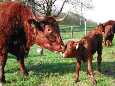 Salers Veau Bebida orgánica de almendra Organic almond milk Lait