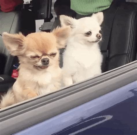 dog wall gifs    gif  giphy