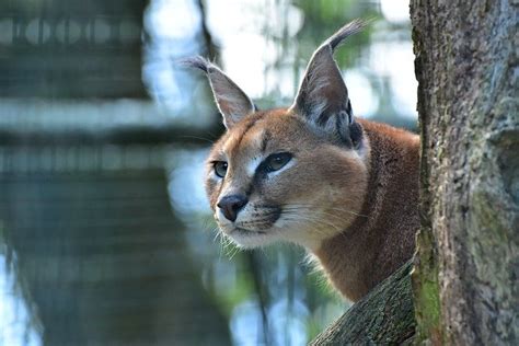 Fakta Fakta Menarik Kucing Caracal Haluan Lifestyle