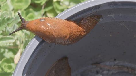 Nacktschnecken Werden Zur Plage Was Gegen Schnecken Im Garten Hilft