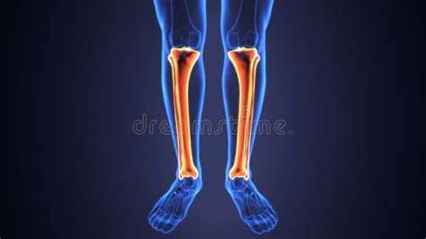 D Illustration Of Human Skeleton Tibia And Fibula Bones Stock