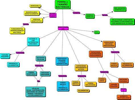 Bacterias Mapa Conceptual Morfologia Jlibalwsap Images