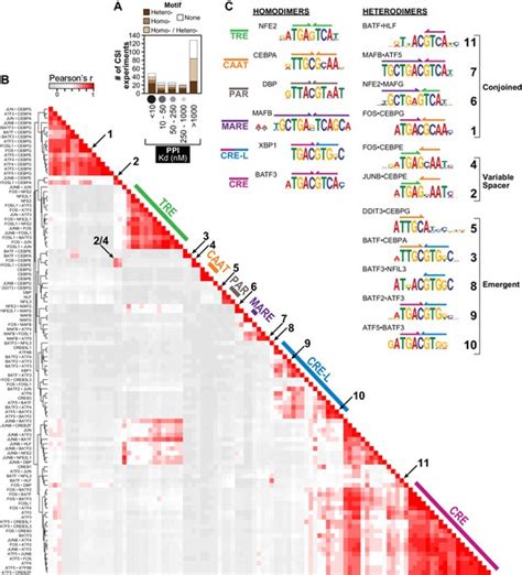 Combinatorial BZIP Dimers Display Complex DNA Binding Specificity