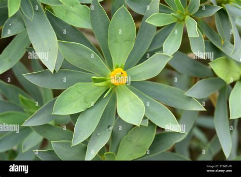 balsam spurge euphorbia balsamifera   shrub native  canary
